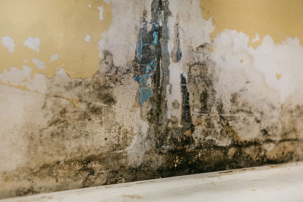 Mold hidden behind wallpaper