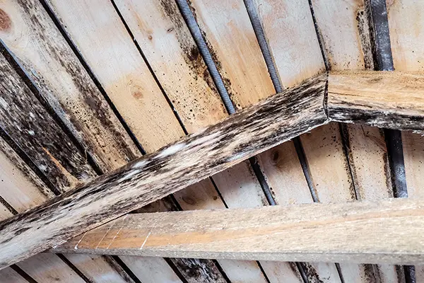 Water leaks can result in mold growth